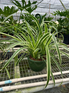 Spider Plant Reverse – view 6