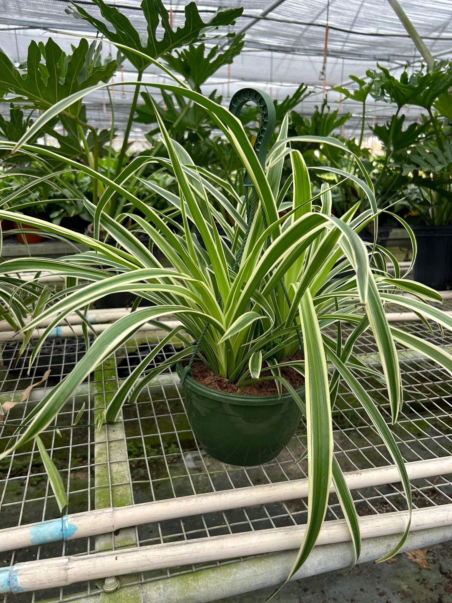 Spider Plant Reverse – view 6