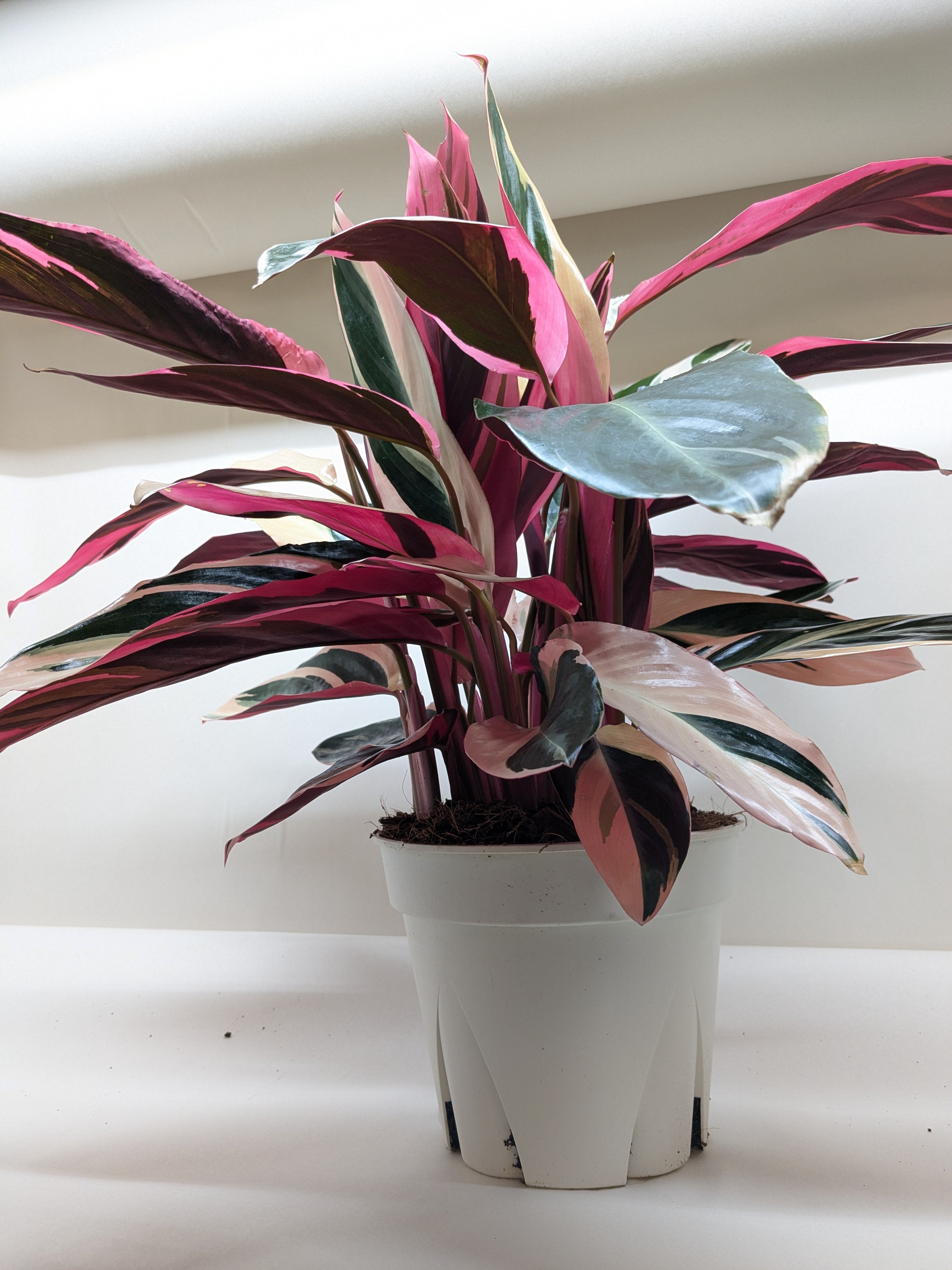 Stromanthe Triostar – view 3
