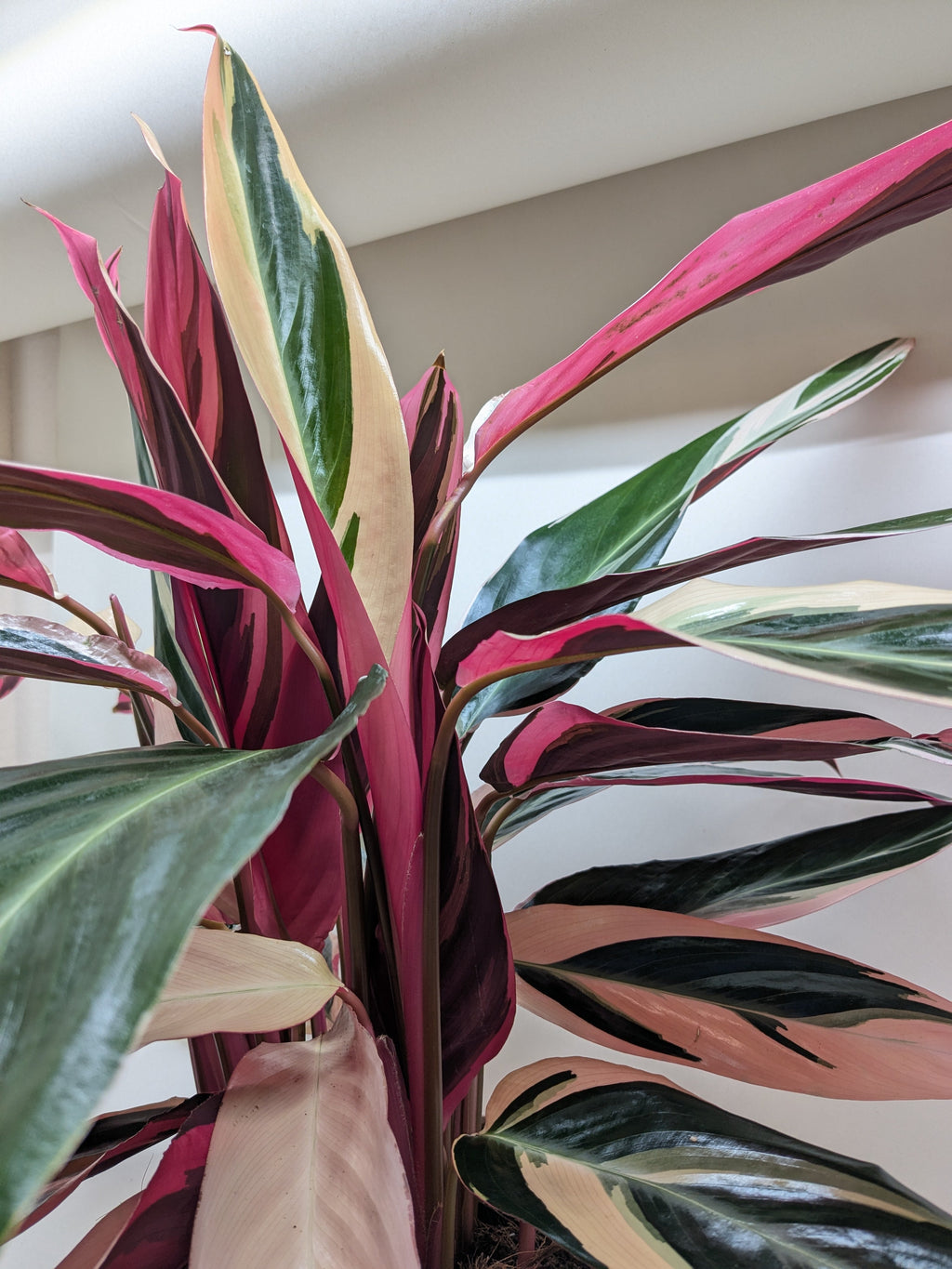 Stromanthe Triostar – view 4