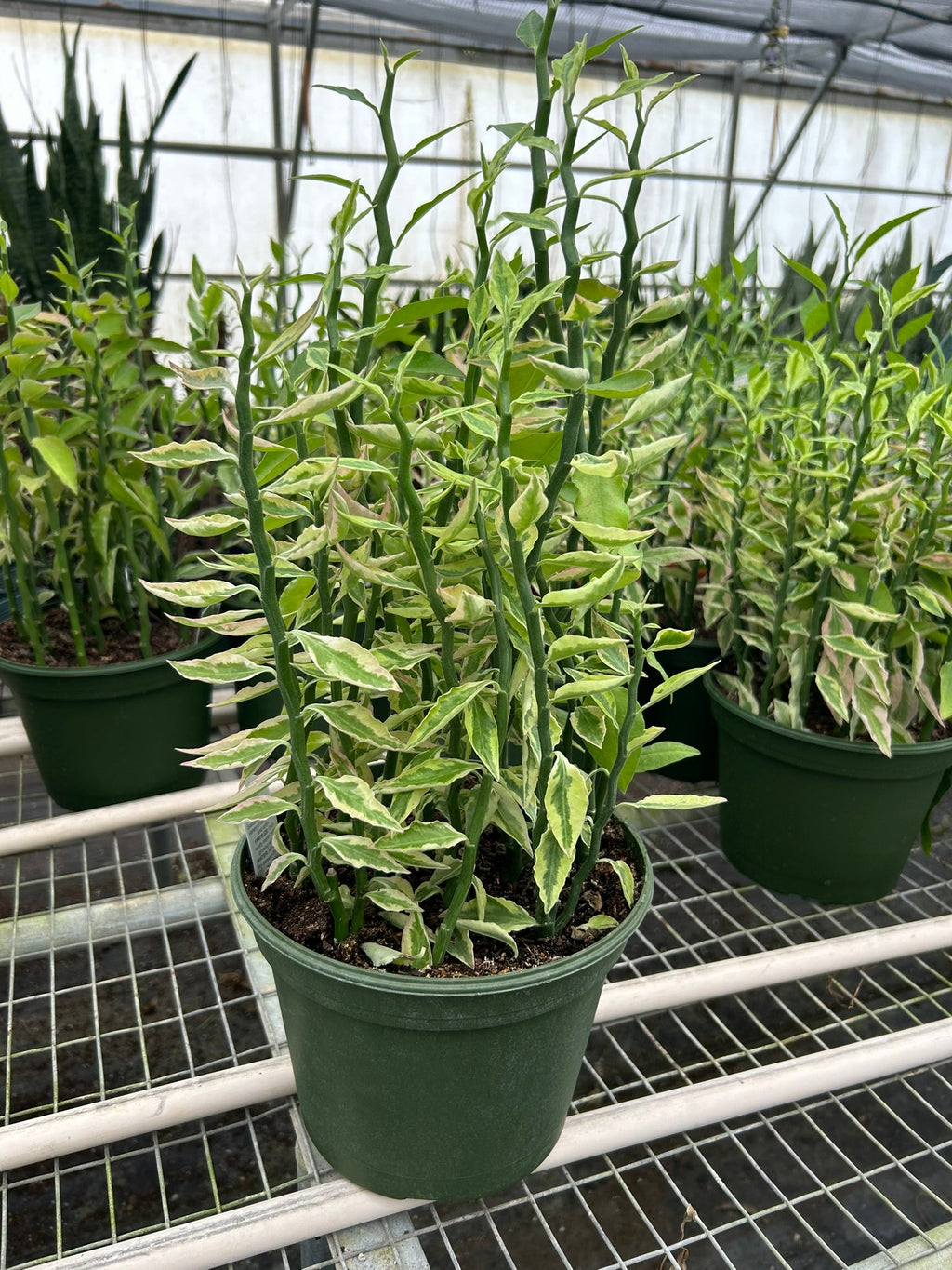 Variegated Devil's Backbone Euphorbia – view 4