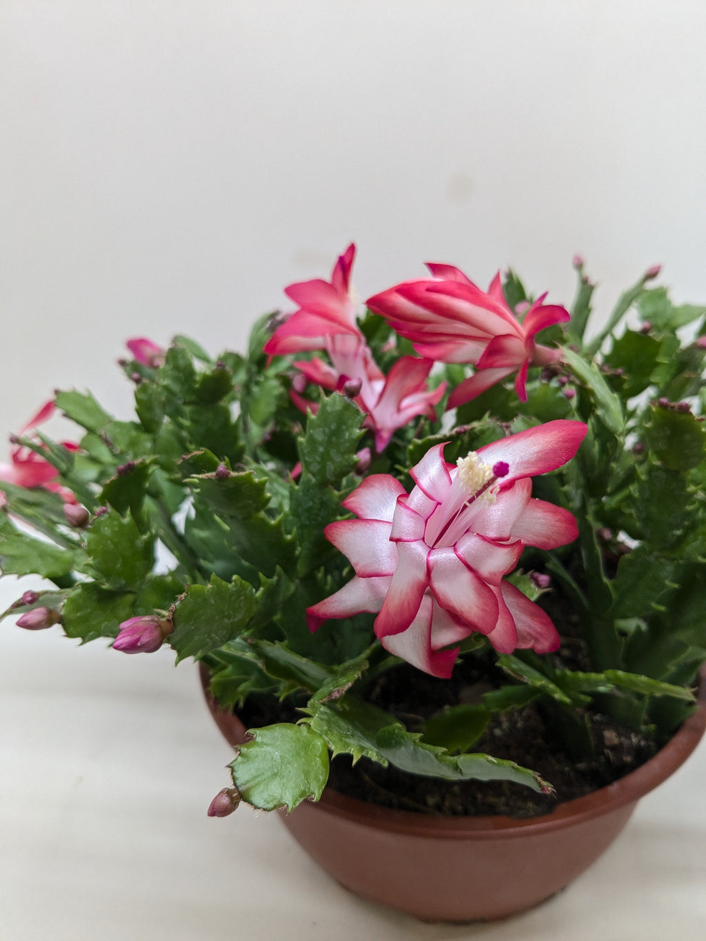 Zygocactus 'Christmas Cactus' – view 6
