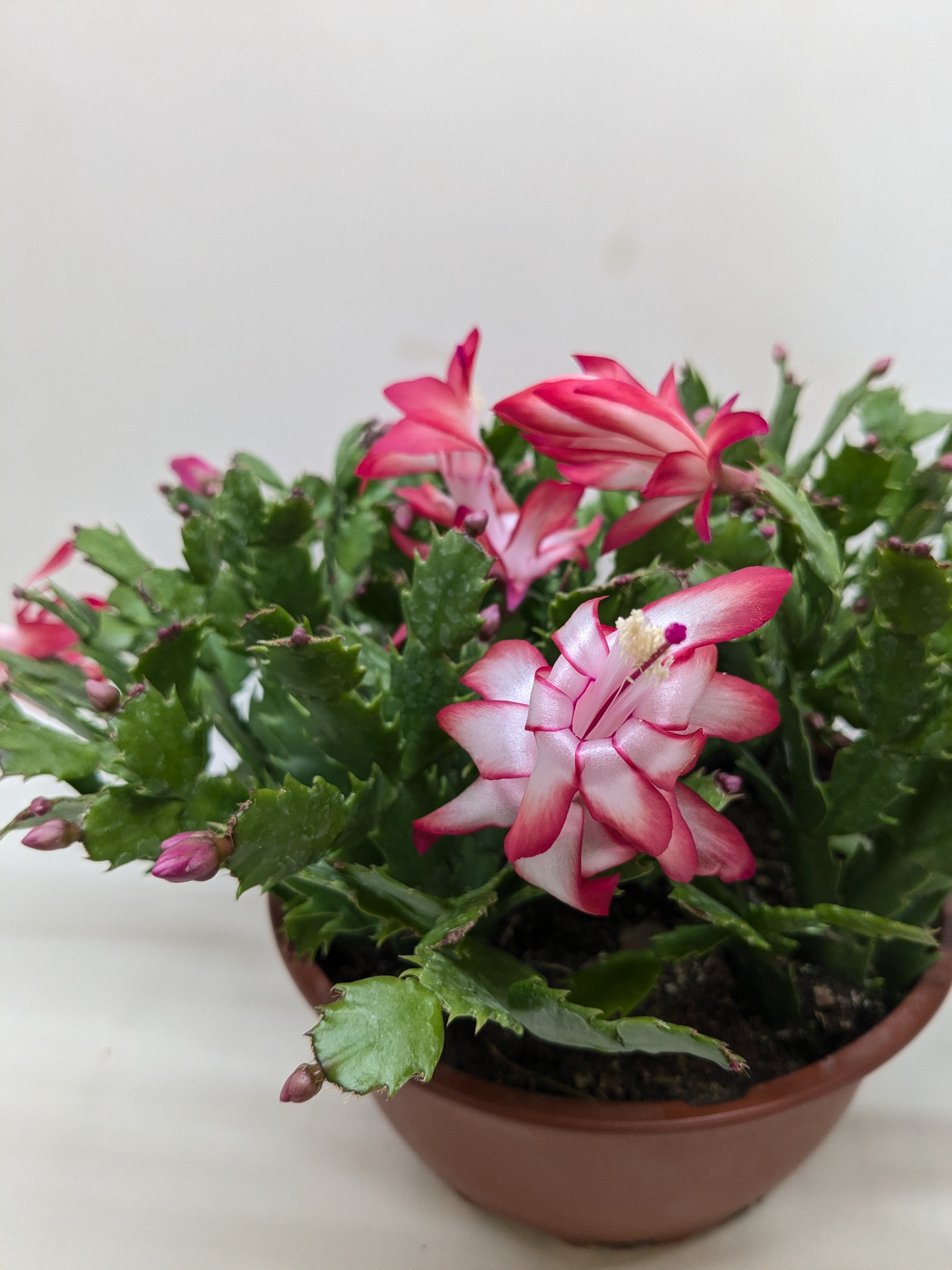 Zygocactus 'Christmas Cactus' – view 6