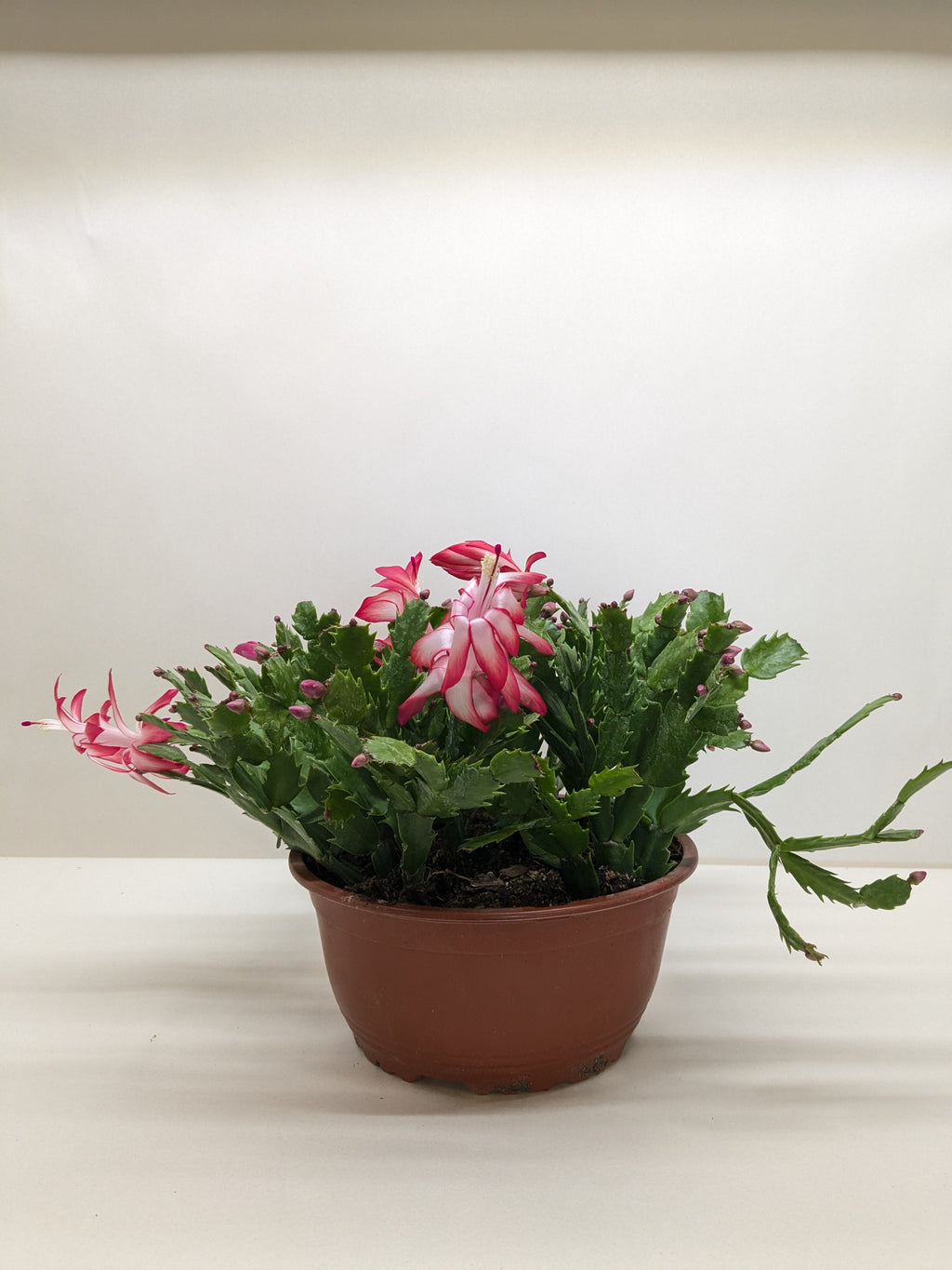 Zygocactus 'Christmas Cactus' – view 5