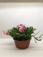 Zygocactus 'Christmas Cactus' – view 5