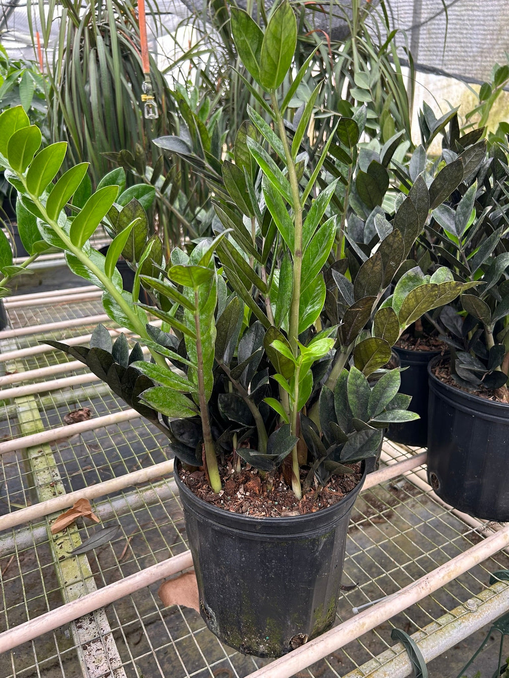 ZZ Zamioculcas 'Black Queen' – view 6