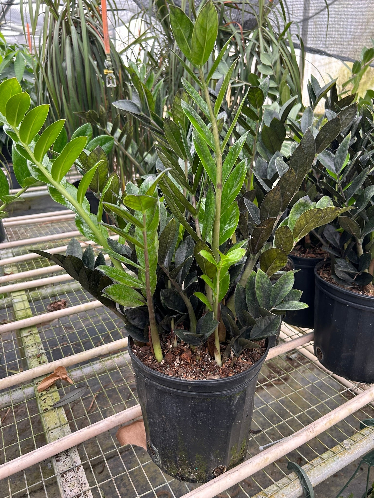 ZZ Zamioculcas 'Black Queen' – view 6