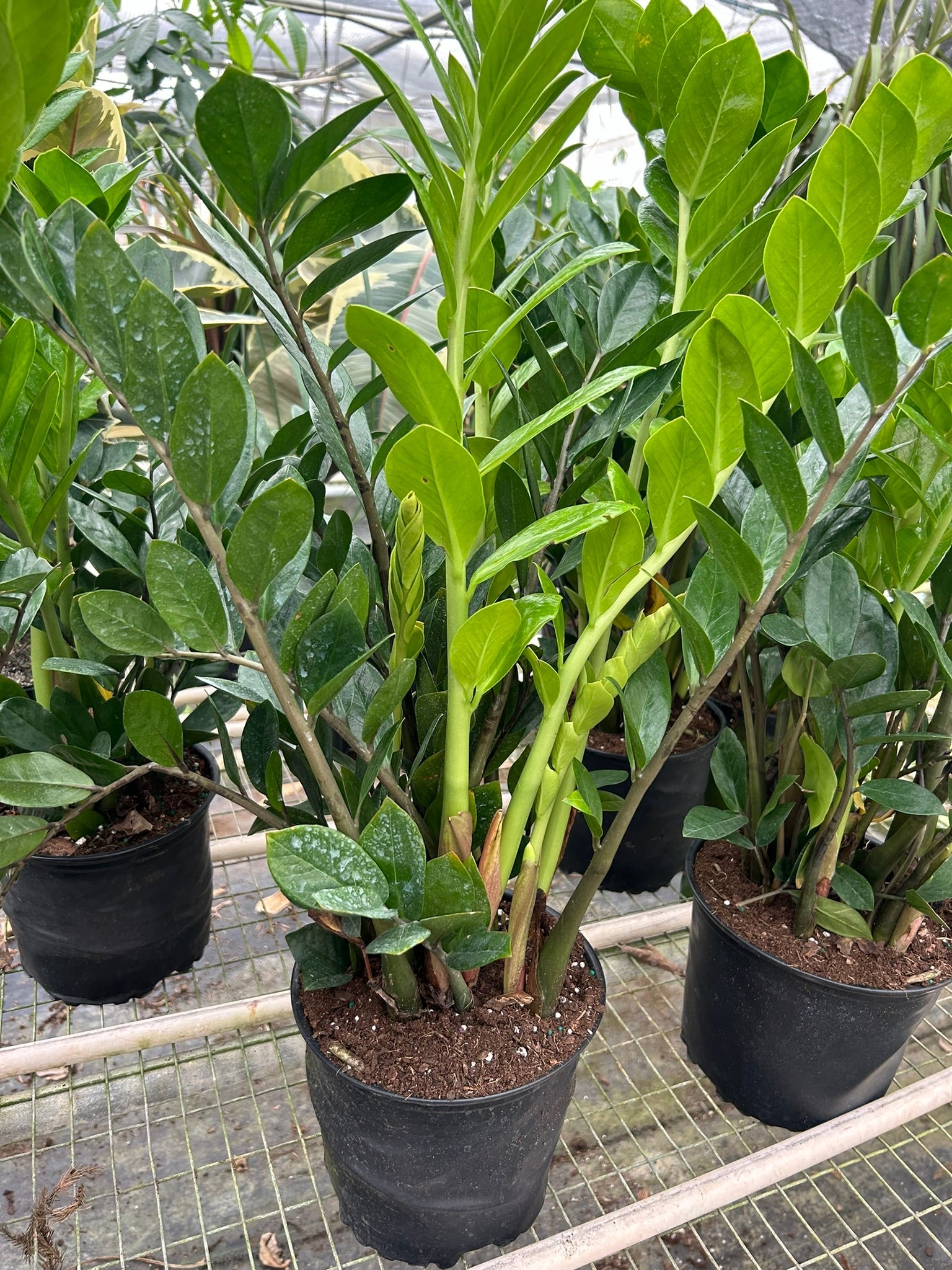 Zamioculcas Zamiifolia ZZ – view 7