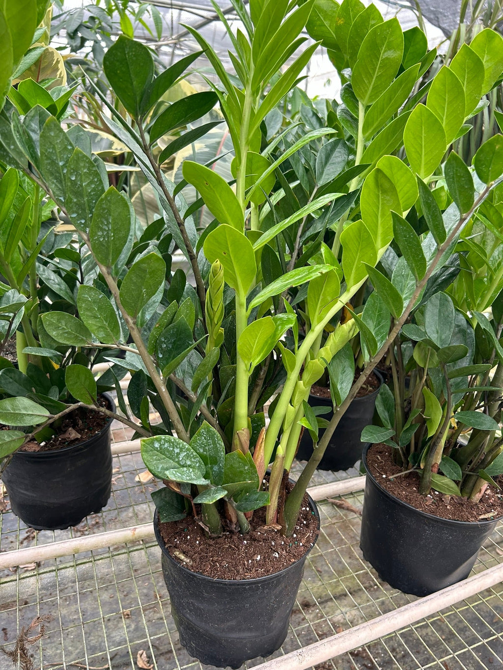 Zamioculcas Zamiifolia ZZ – view 7