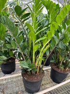 Zamioculcas Zamiifolia ZZ – view 7