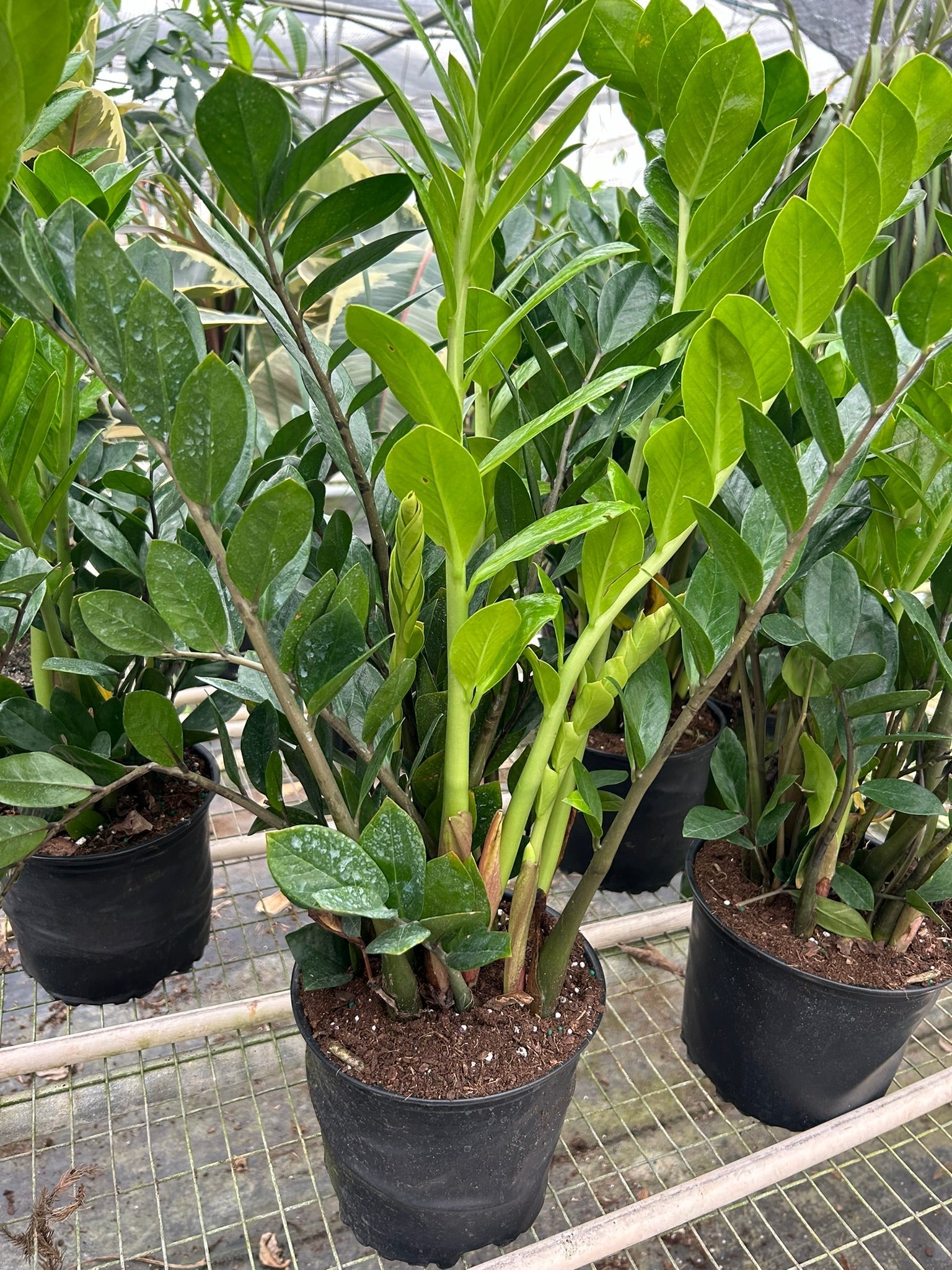 Zamioculcas Zamiifolia ZZ – view 7