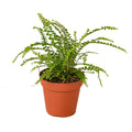 Fern 'Lemon Button' Live Plant – 4" Nursery Pot