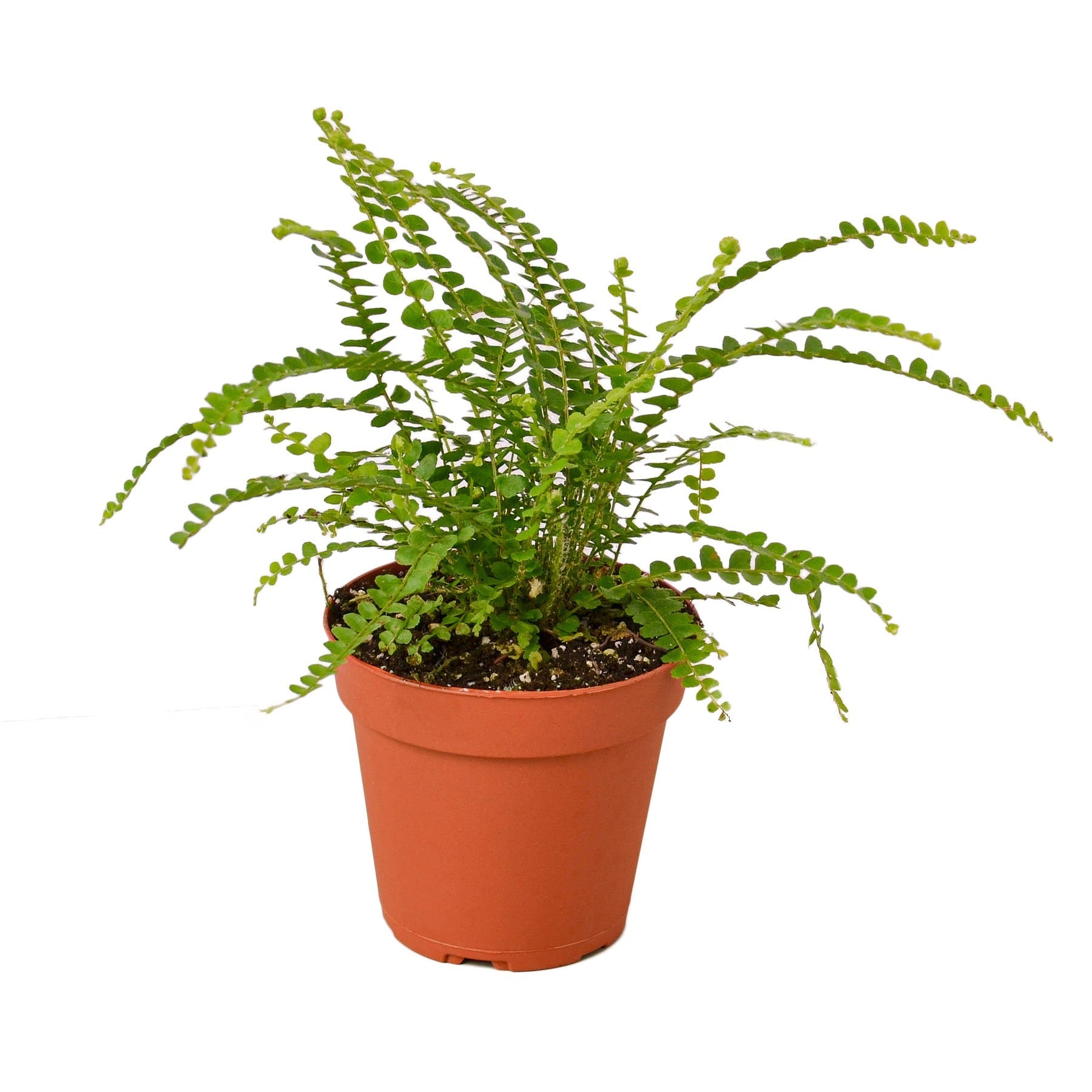 Fern 'Lemon Button' Live Plant – 4" Nursery Pot
