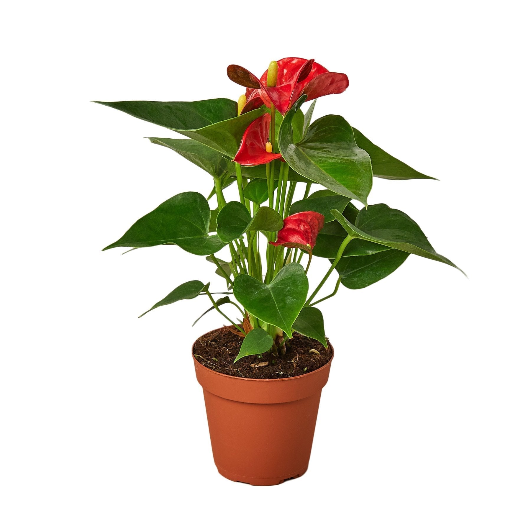 Anthurium 'Red' – view 4
