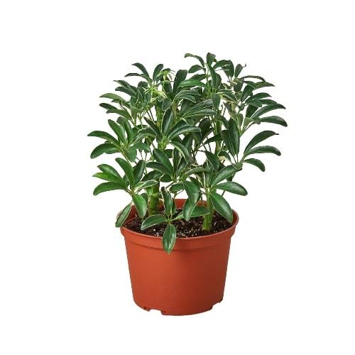 Schefflera Moonlight 'Umbrella Plant' – view 3