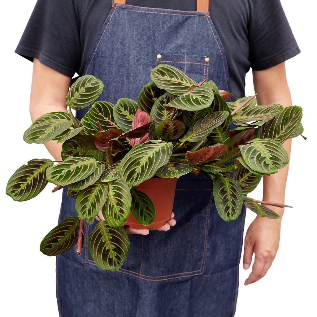 Maranta Red Prayer – view 5