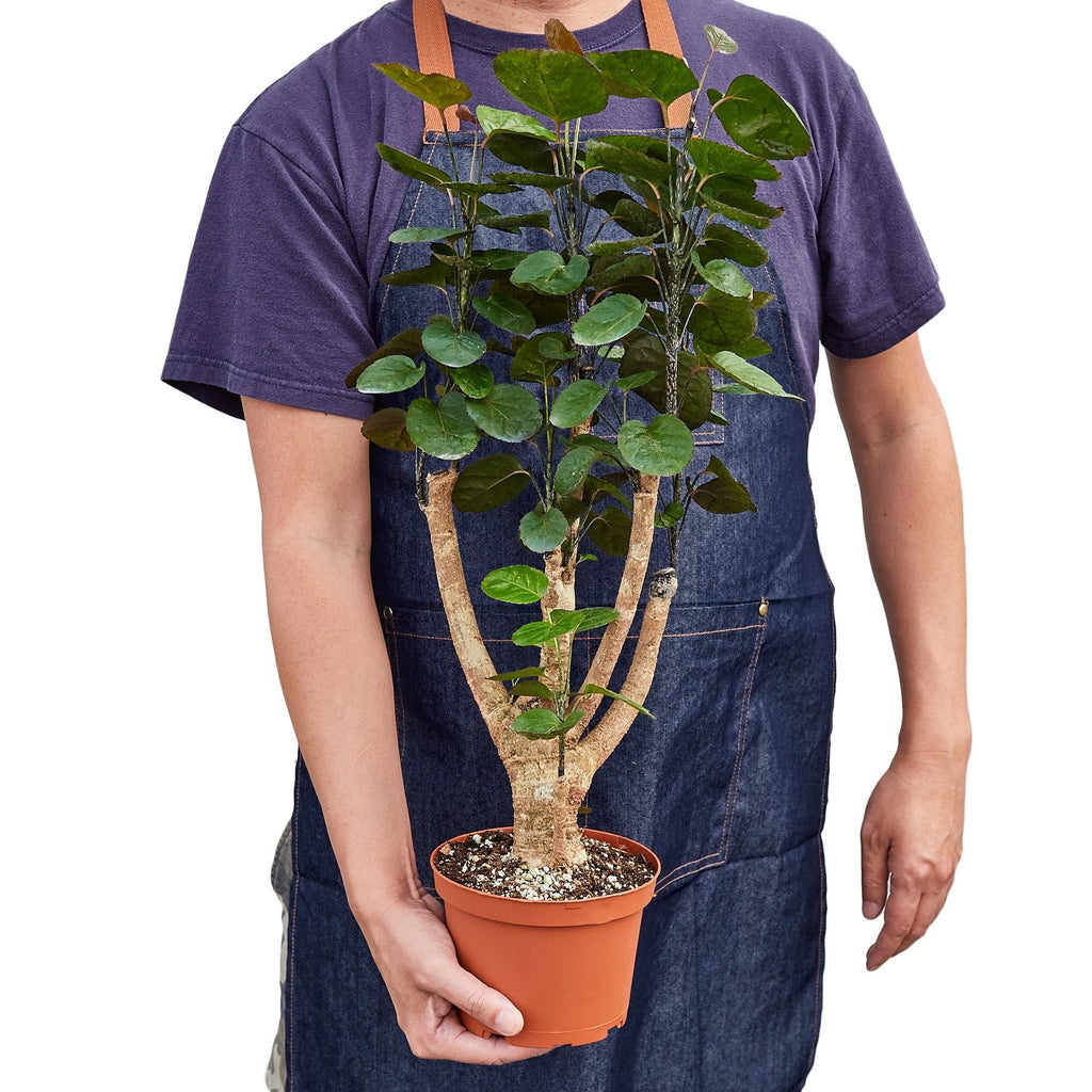 Aralia Fabian Stump 'Polyscias Scutellaria' – view 3