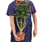 Aralia Fabian Stump 'Polyscias Scutellaria' – view 3