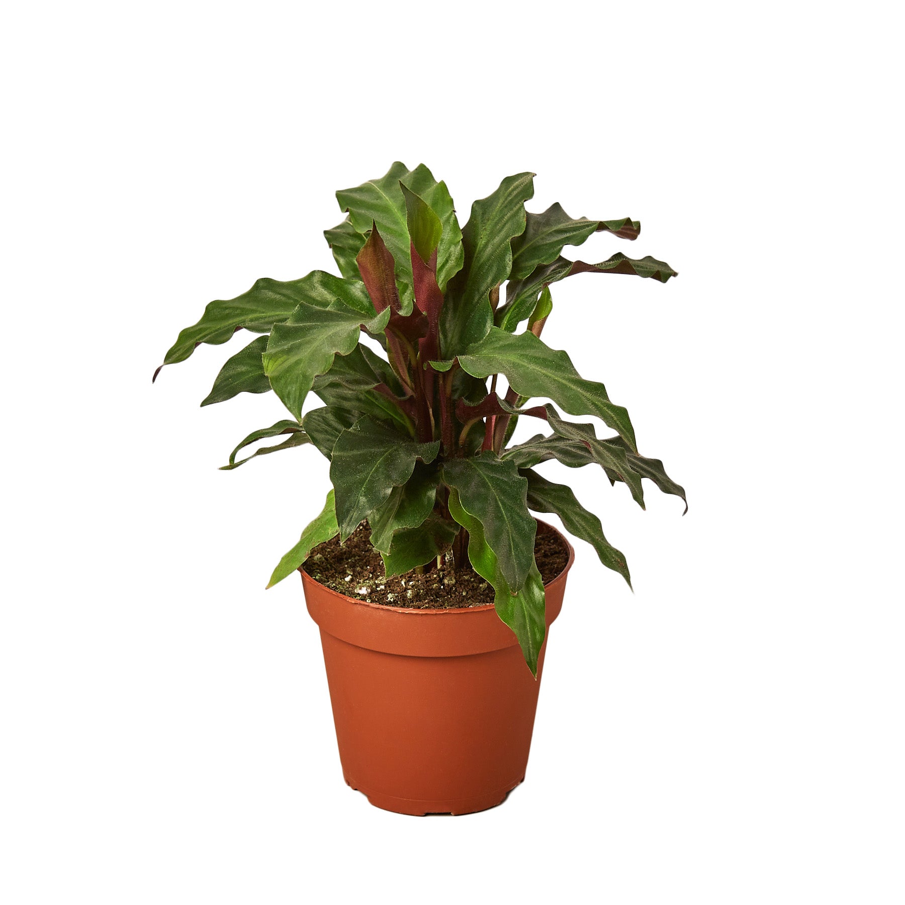 Calathea Rufibarba 'Furry Feather' Live Plant – 4" Nursery Pot