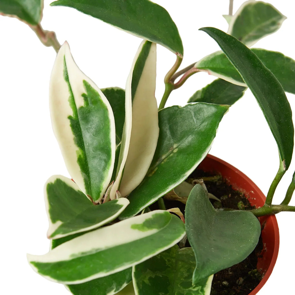 Hoya Carnosa 'Tricolor' – view 2