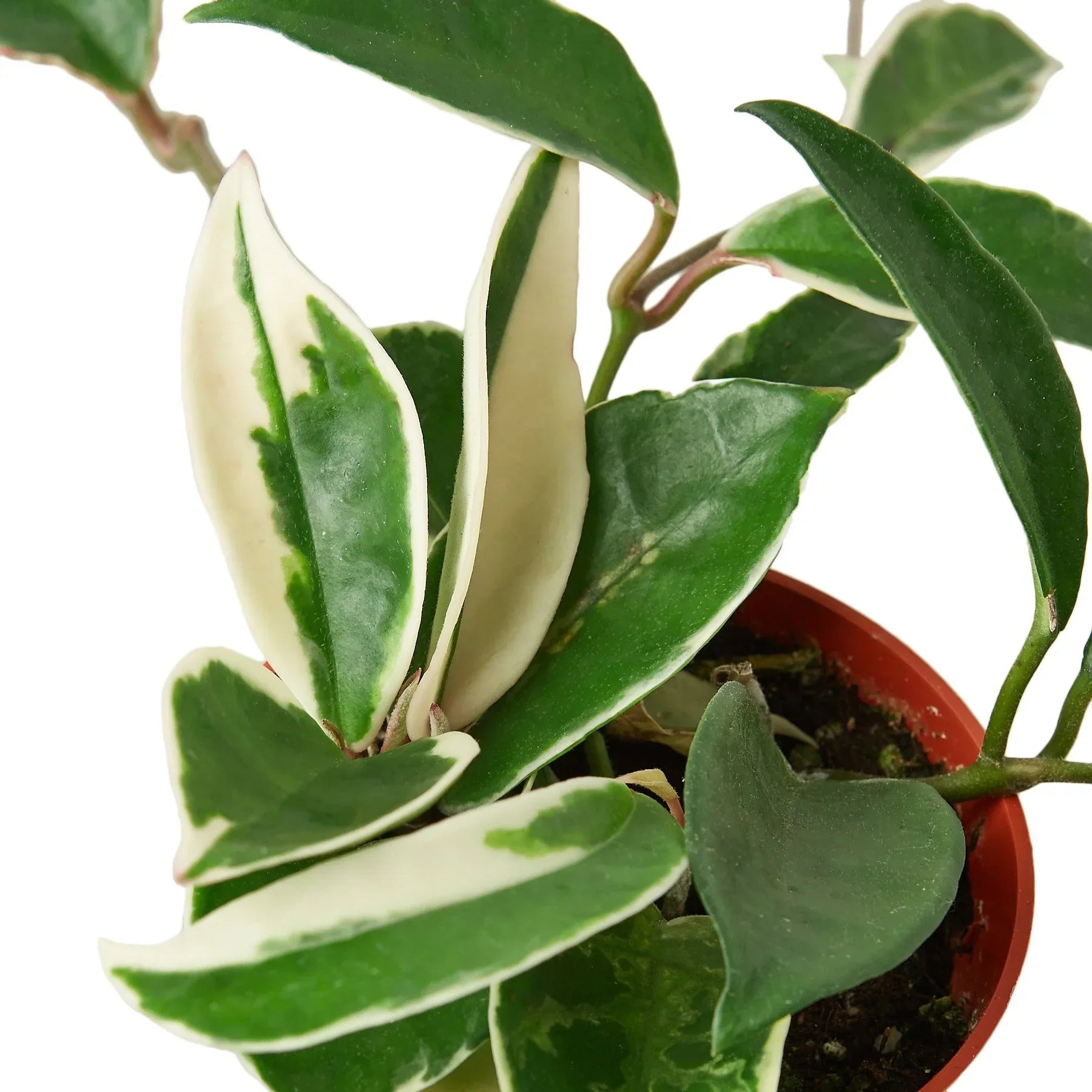 Hoya Carnosa 'Tricolor' – view 2