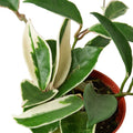 Hoya Carnosa 'Tricolor' Live Plant – 6" Nursery Pot