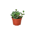 Peperomia 'Hope'