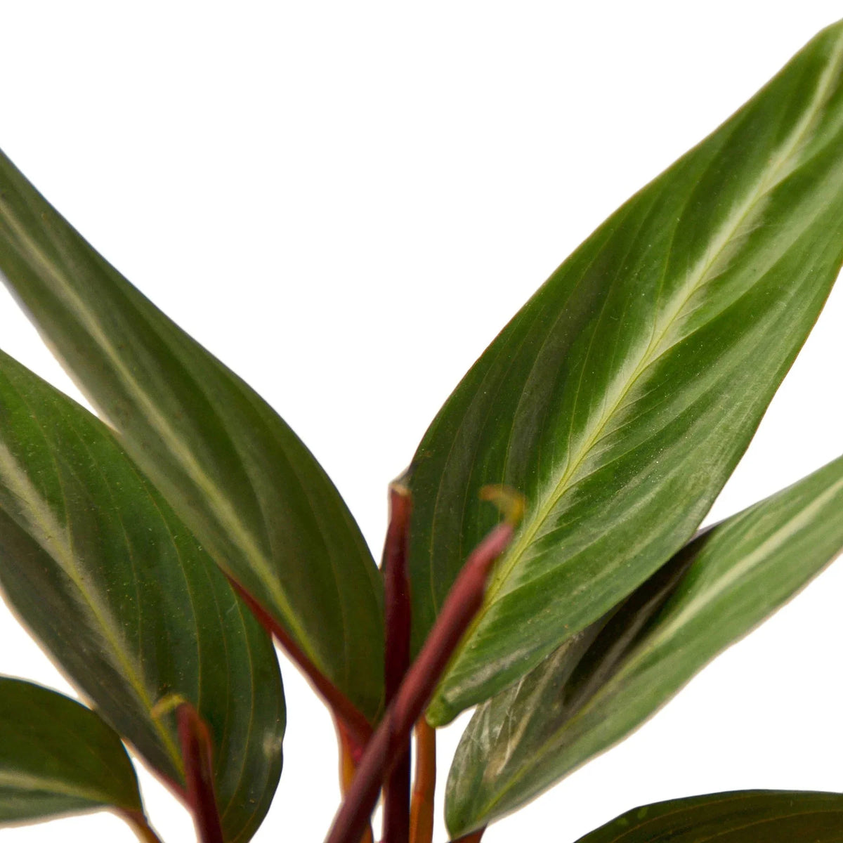 Stromanthe Sanguinea – view 2