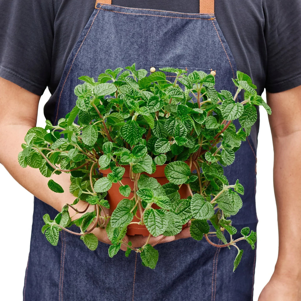 Pilea 'Crinkle' – view 5