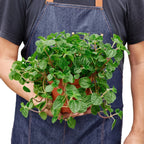 Pilea 'Crinkle' – view 5