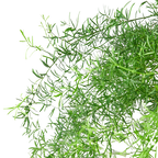 Fern 'Sprengeri' – view 4