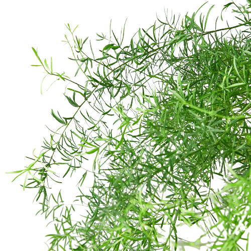 Fern 'Sprengeri' – view 4