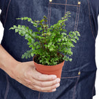 Mahogany Fern – view 3