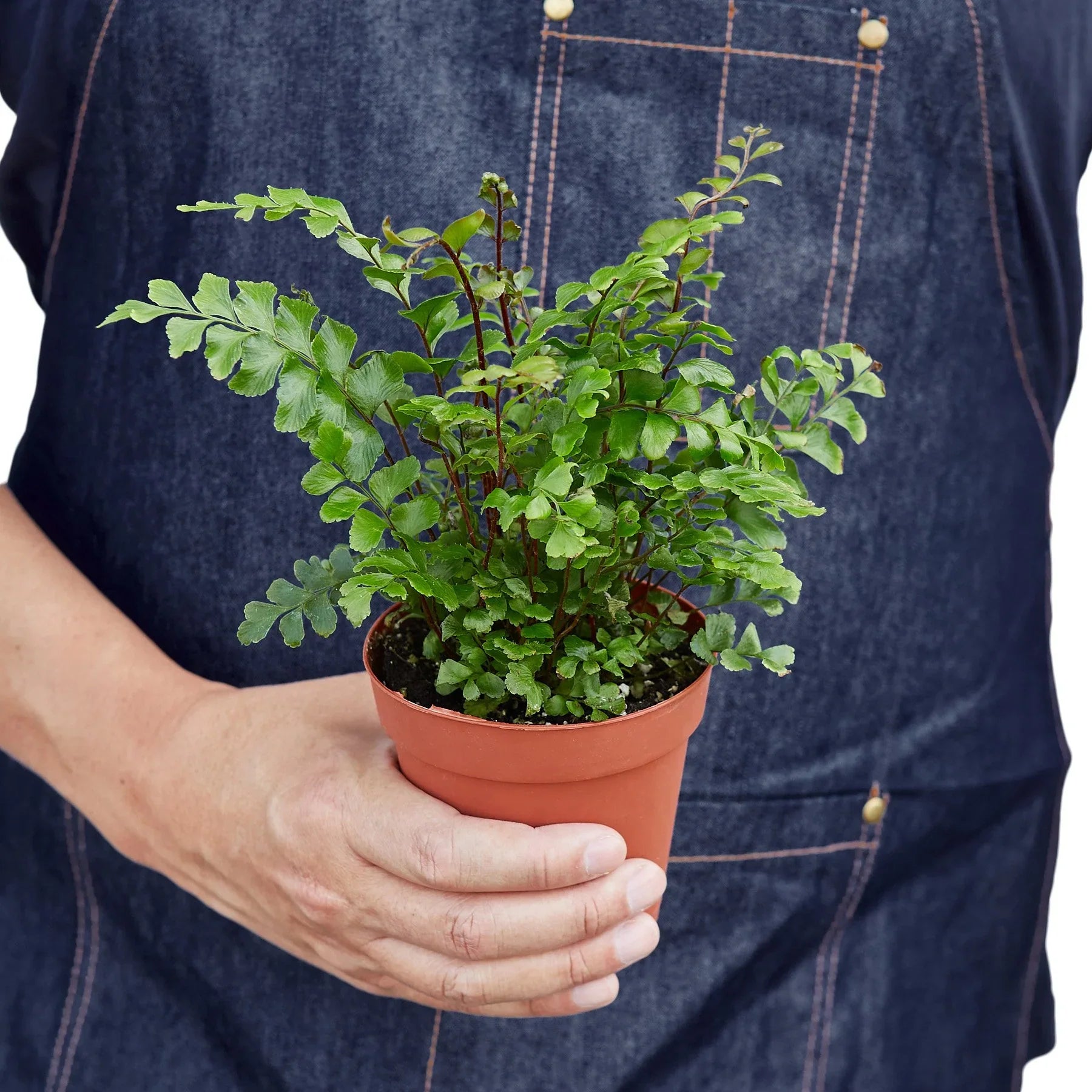 Mahogany Fern – view 3