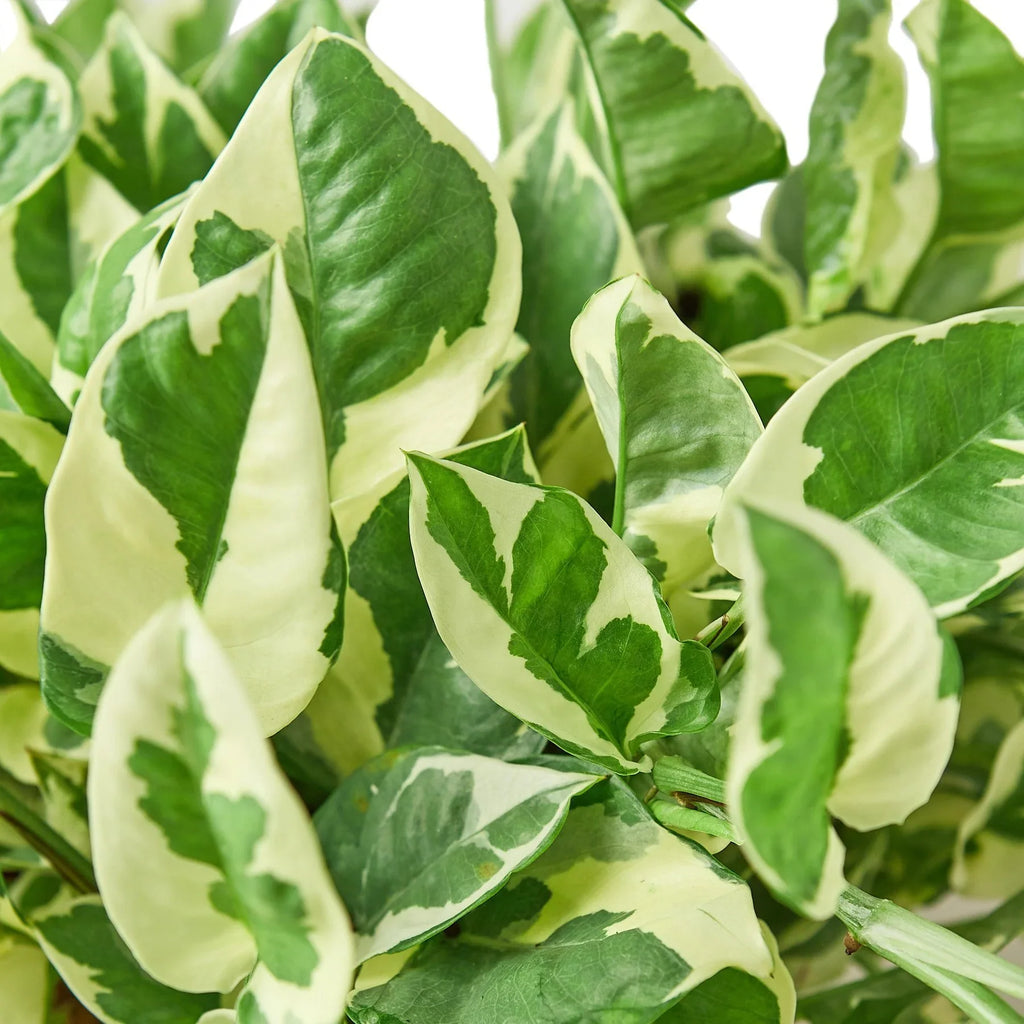 Pothos 'N'joy' – view 2