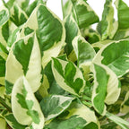 Pothos 'N'joy' – view 2