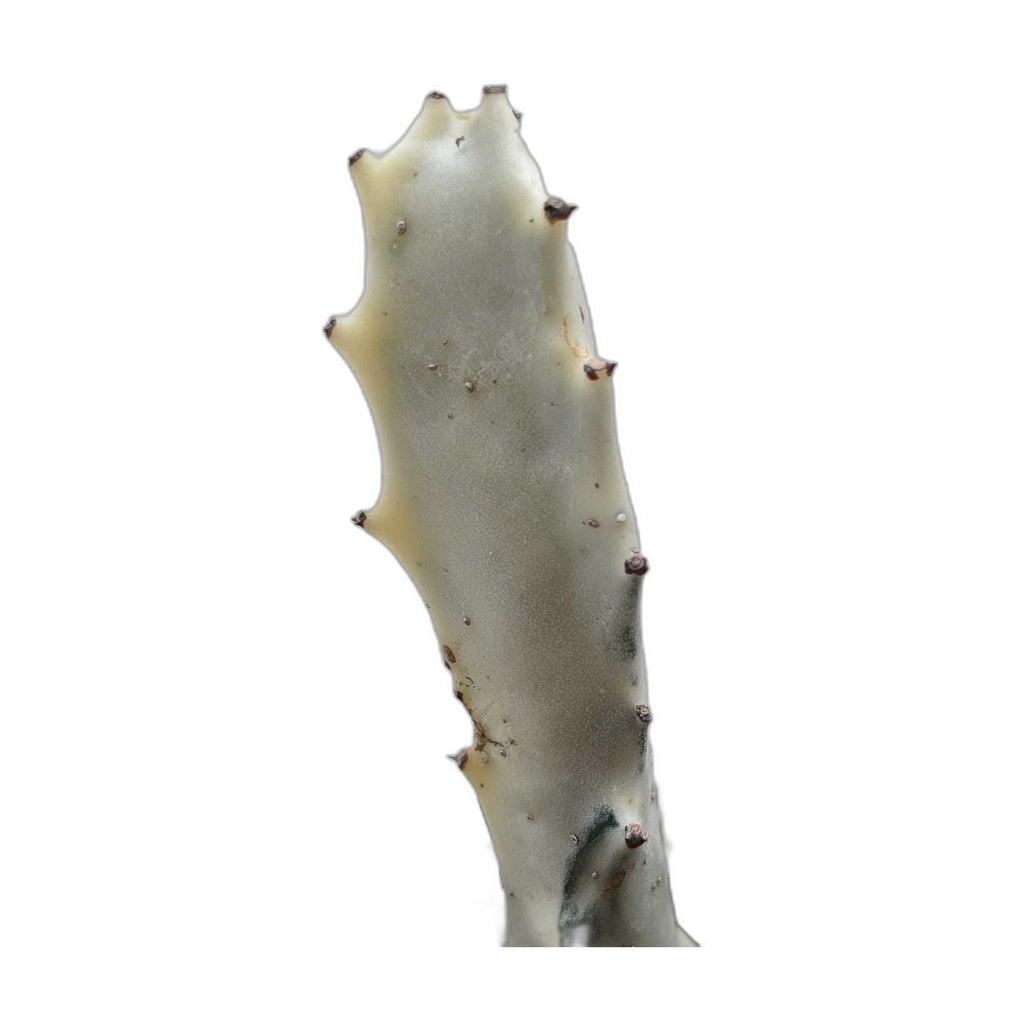 Succulent Euphorbia 'Dragon Bone'
