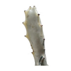 Succulent Euphorbia 'Dragon Bone'