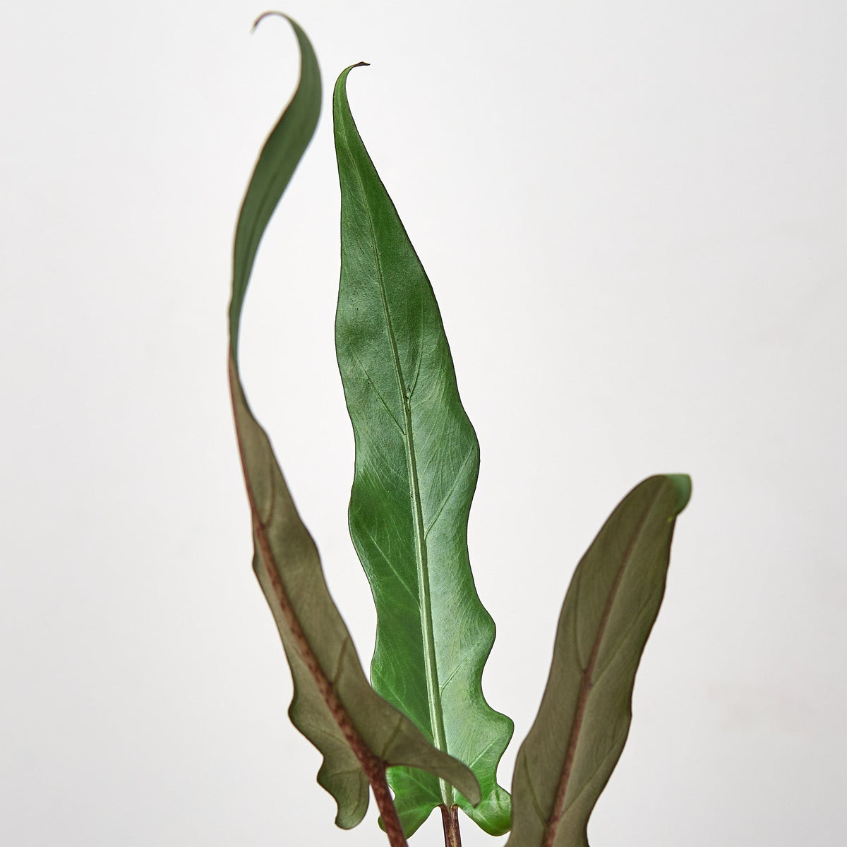 Alocasia 'Purple Sword' – view 2