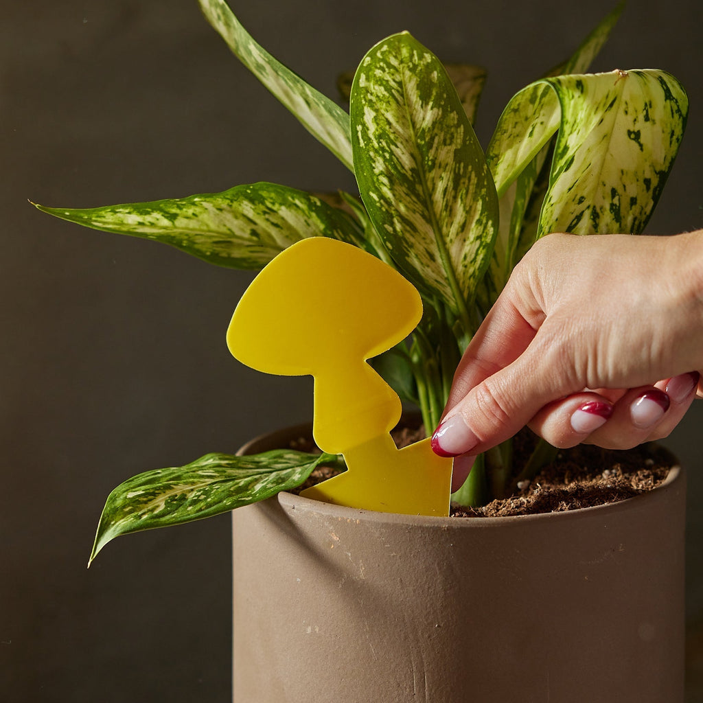 Sticky Traps for Plant Pests – view 5