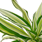 Dracaena 'Malaika' – view 2