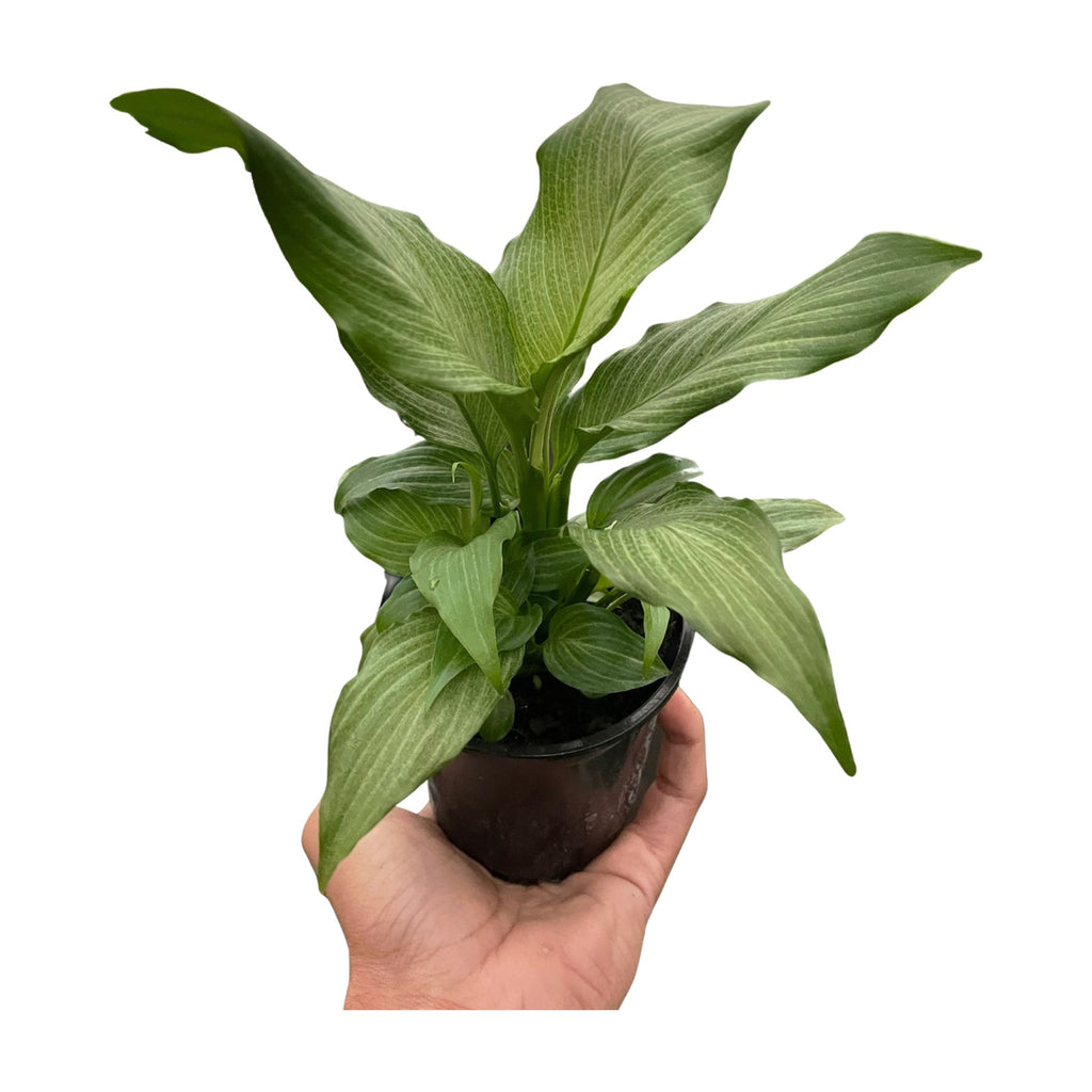 Spathiphyllum 'Platinum Mist'