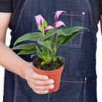 Anthurium 'Purple' by House Plant Dropship