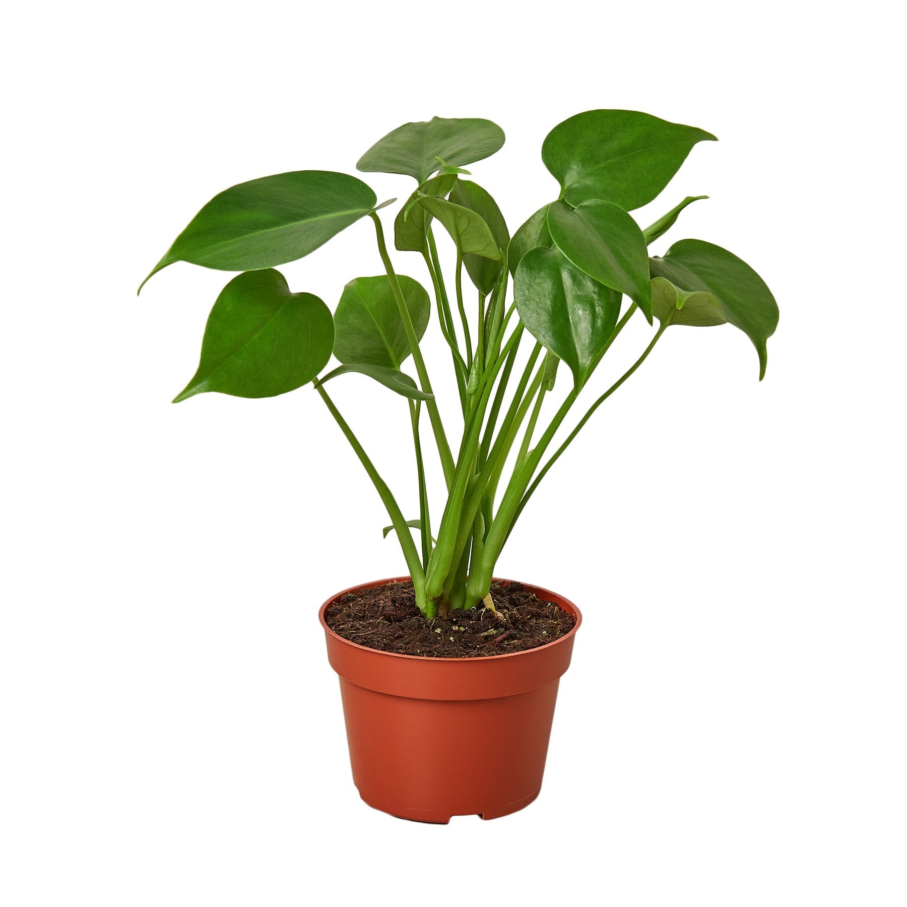 Philodendron Monstera Split-Leaf Live Plant – 4" Nursery Pot