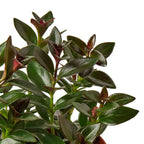 Nematanthus Black Goldfish Plant – view 2