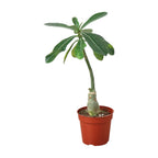 Succulent Adenium Obesum 'Desert Rose'