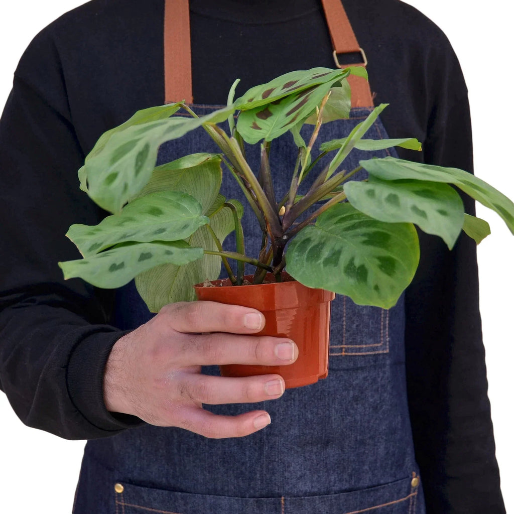 Maranta 'Leuconeura' – view 3