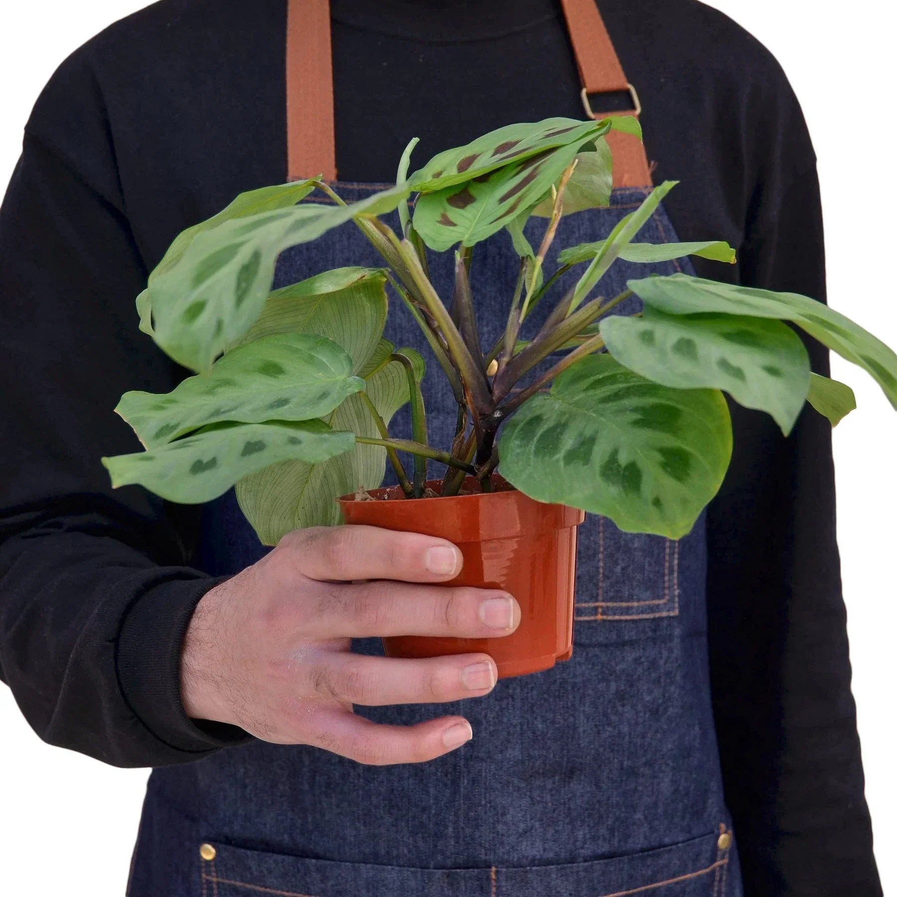 Maranta 'Leuconeura' – view 3