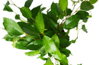 Ficus 'Benjamina' – view 2