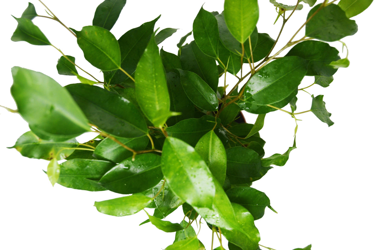 Ficus 'Benjamina' – view 2